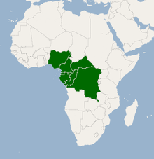 utbredelse av afrikansk mango